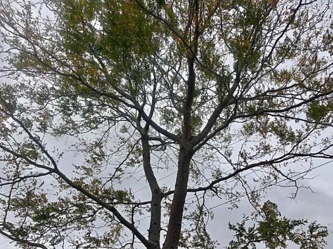 unadjustednonraw_thumb_a5a0