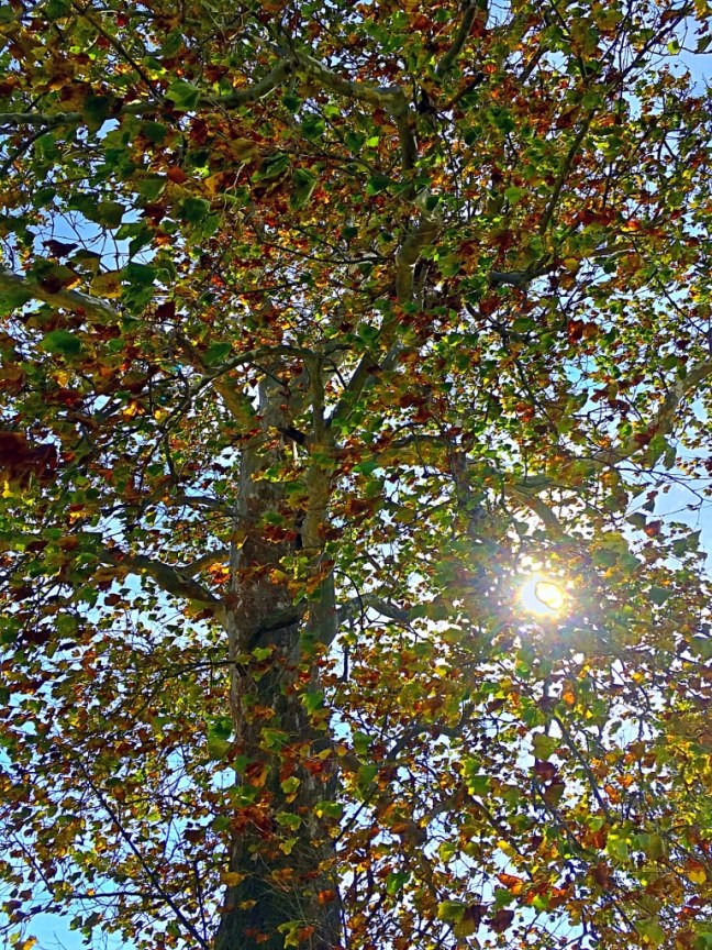 unadjustednonraw_thumb_c8e7