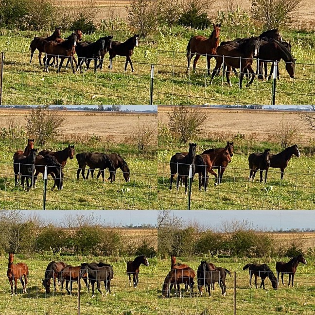 unadjustednonraw_thumb_c906