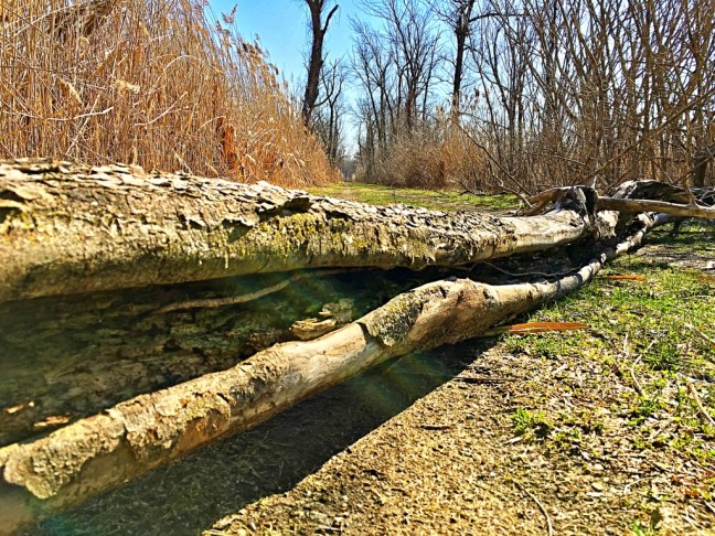 unadjustednonraw_thumb_15d3