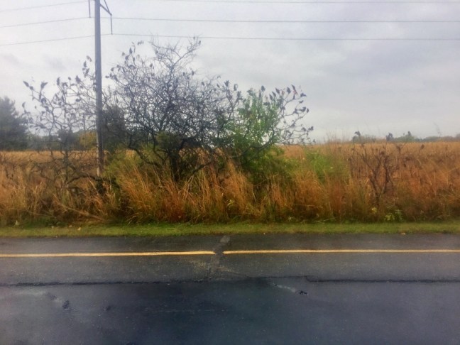 UNADJUSTEDNONRAW_thumb_53d5