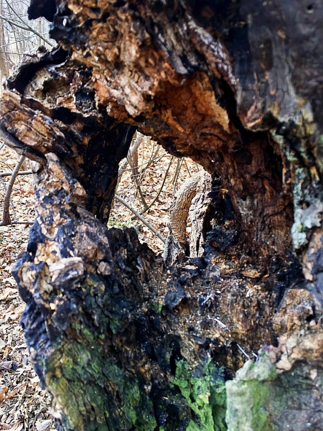 UNADJUSTEDNONRAW_thumb_79ea