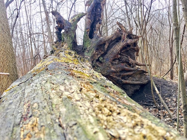 UNADJUSTEDNONRAW_thumb_7a04