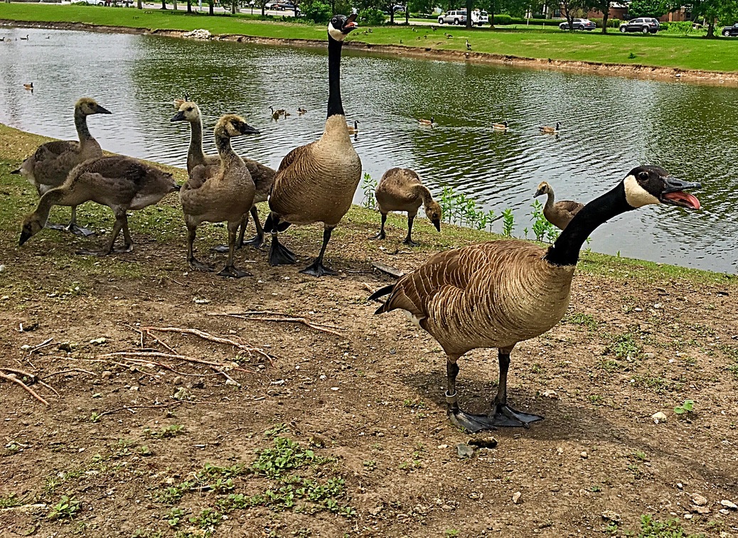 UNADJUSTEDNONRAW_thumb_de19