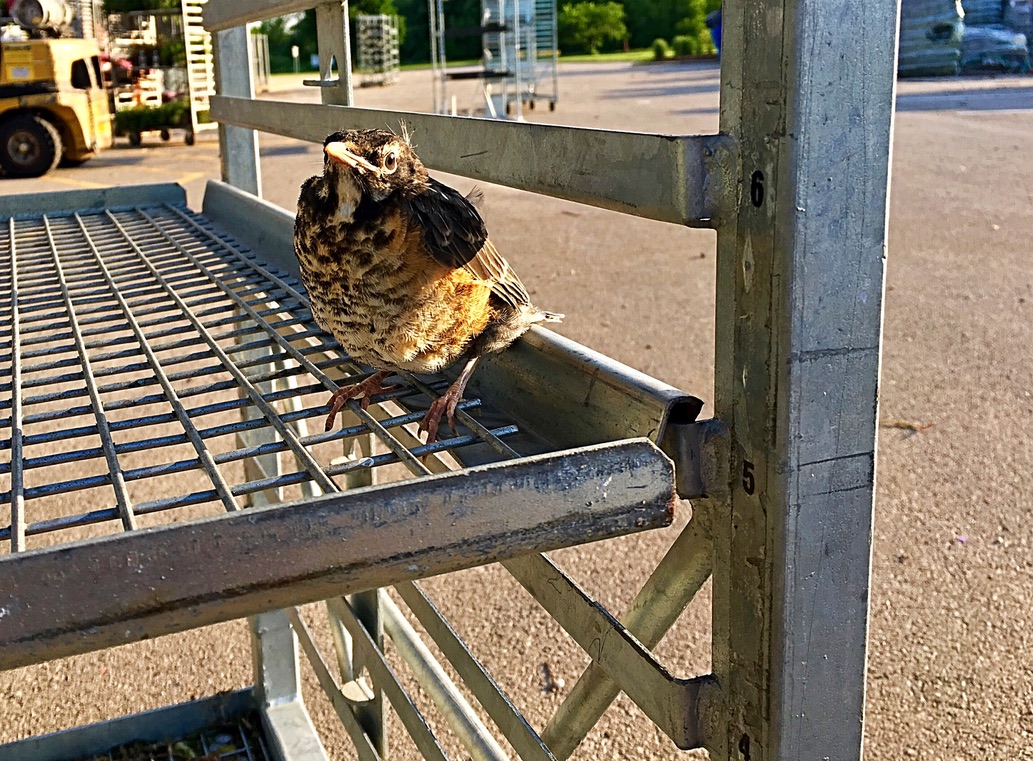 UNADJUSTEDNONRAW_thumb_de5b