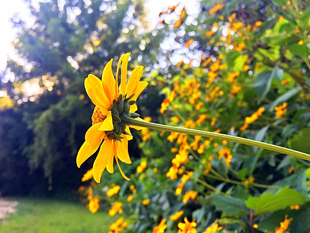 UNADJUSTEDNONRAW_thumb_e6eb