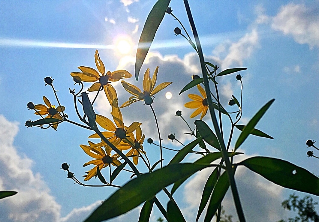 UNADJUSTEDNONRAW_thumb_e795