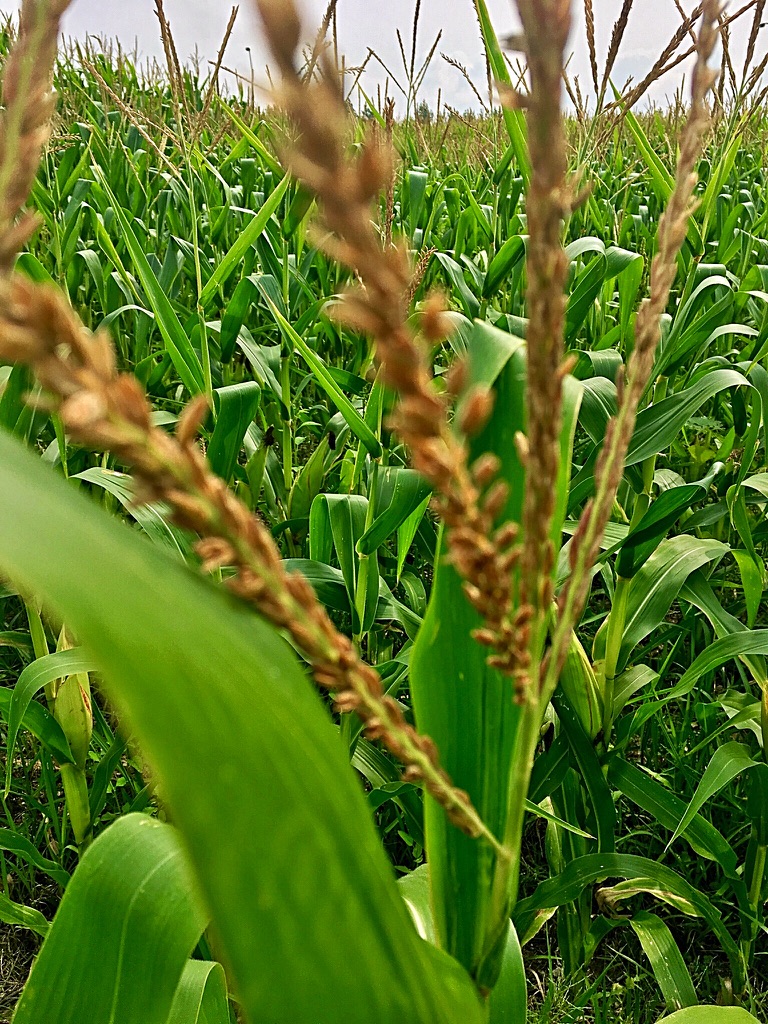 UNADJUSTEDNONRAW_thumb_e7ce