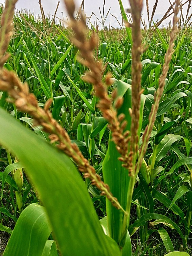 UNADJUSTEDNONRAW_thumb_e7ce