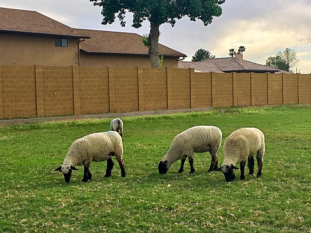 UNADJUSTEDNONRAW_thumb_10221