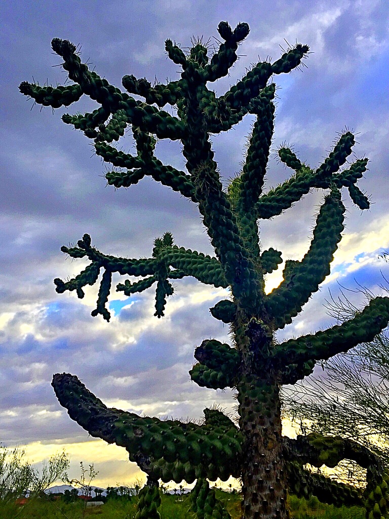 UNADJUSTEDNONRAW_thumb_104a4