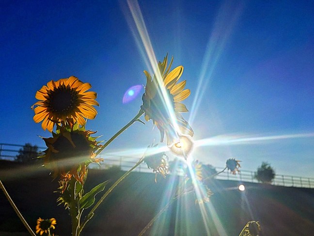 UNADJUSTEDNONRAW_thumb_108d9