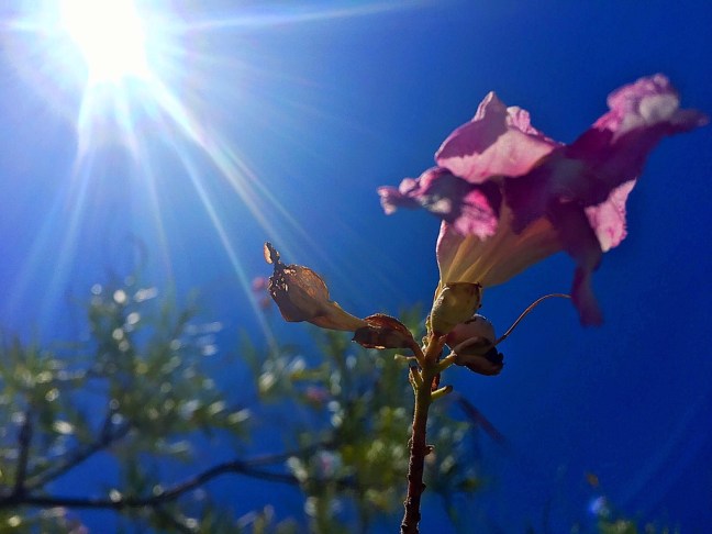 UNADJUSTEDNONRAW_thumb_114c1