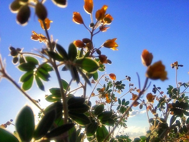 UNADJUSTEDNONRAW_thumb_1161c