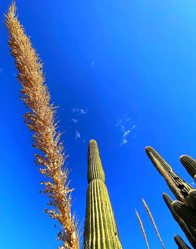 DD8AFFDB-D03B-4FFE-891B-26B76BB7E253_1_105_c