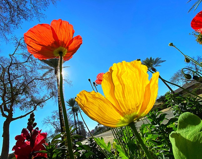 59472F4A-6DE7-494F-AC67-596B1D063B1C_1_105_c