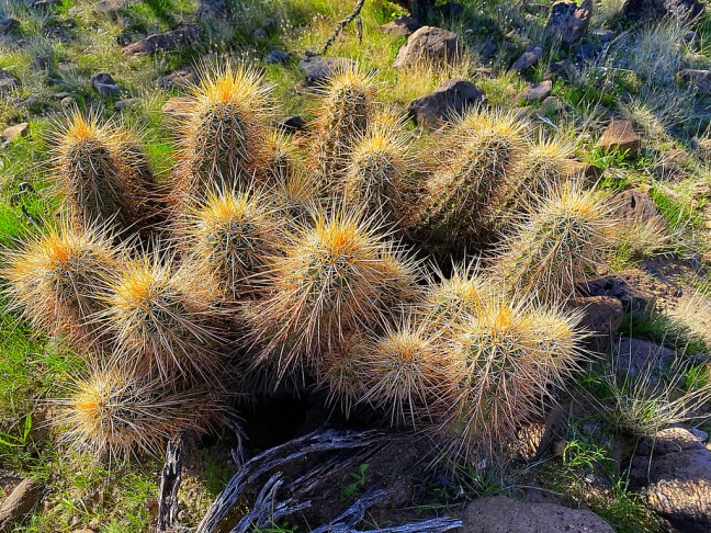 64AA2466-AB91-47CC-B52B-1D34885D052E_1_105_c