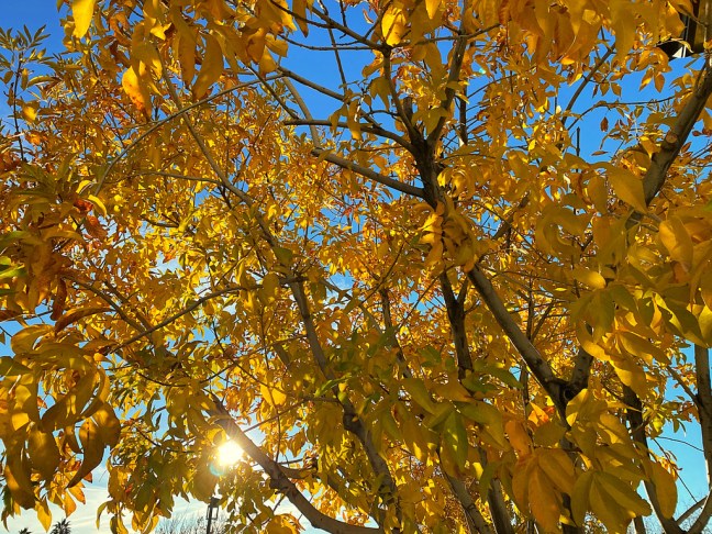 83305DC8-3D13-468B-A0F4-387C5DB885E9_1_105_c