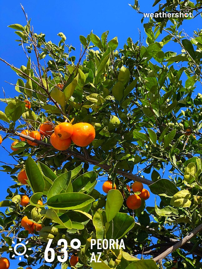 850FA56B-A57E-41D3-BEFE-326BFDC35157_1_105_c