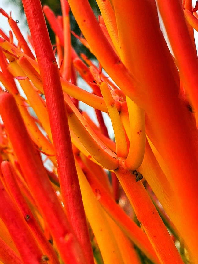 188D46DE-3AD3-4501-87F9-A13862E819EB_1_105_c