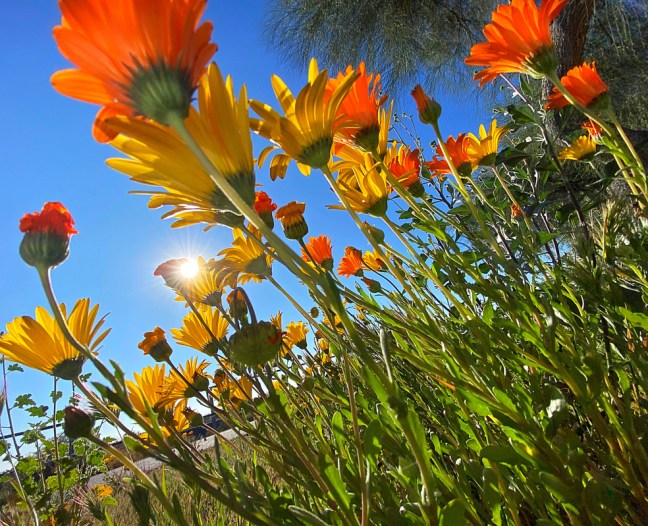 B9BCA411-F743-4916-8E72-2E486C91B2F0_1_105_c