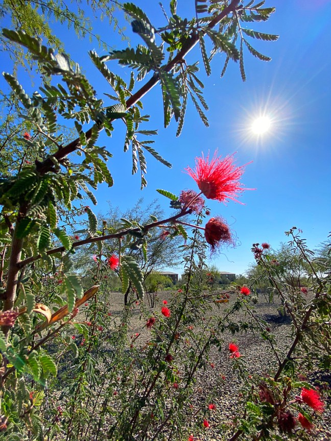 F17273DD-C9E9-4317-A1CD-E849F24A6DA3_1_105_c