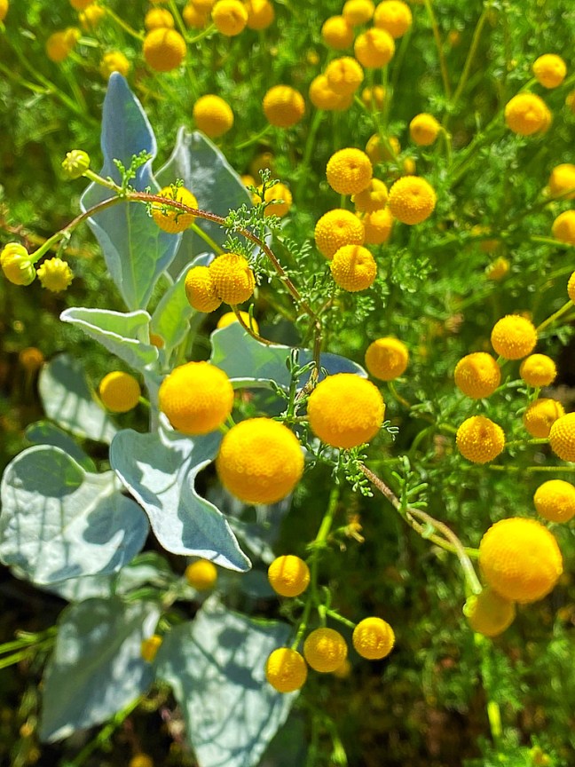 AB8978E9-8E2B-4AD5-9B5F-622566C43C7E_1_105_c