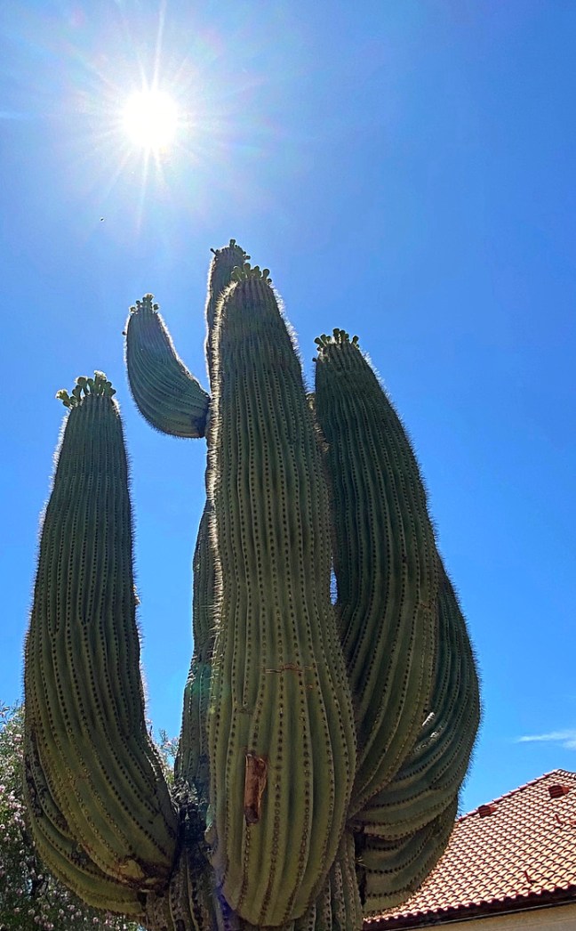 274F97BD-7407-4BE2-8E85-FD3E408AA8A8_1_105_c