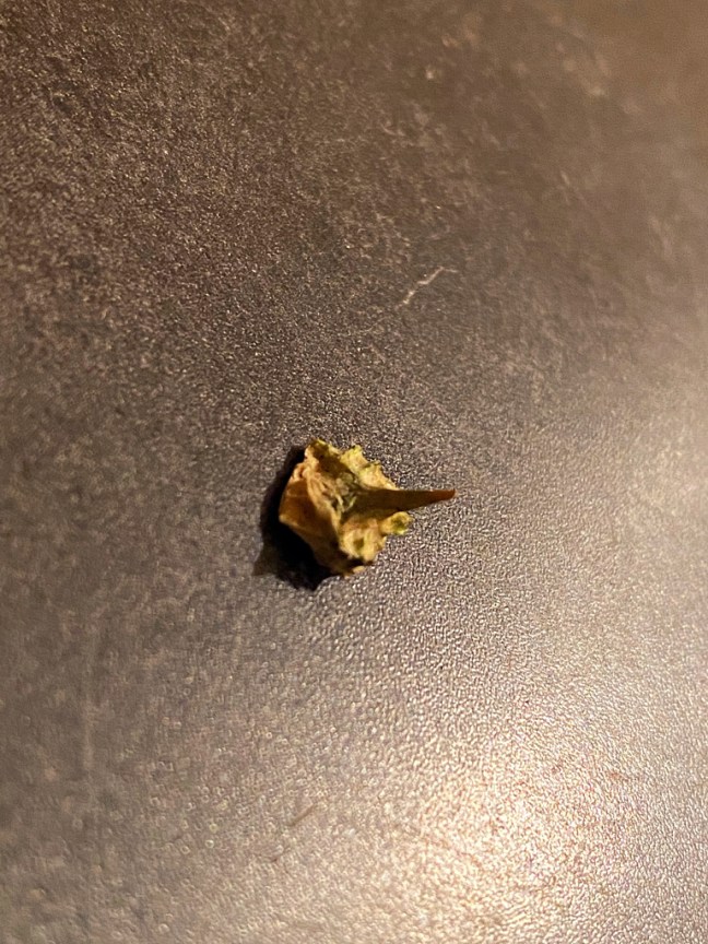 9FE2B5BA-74F7-4D24-A6BF-25EC7D97A4DE_1_105_c