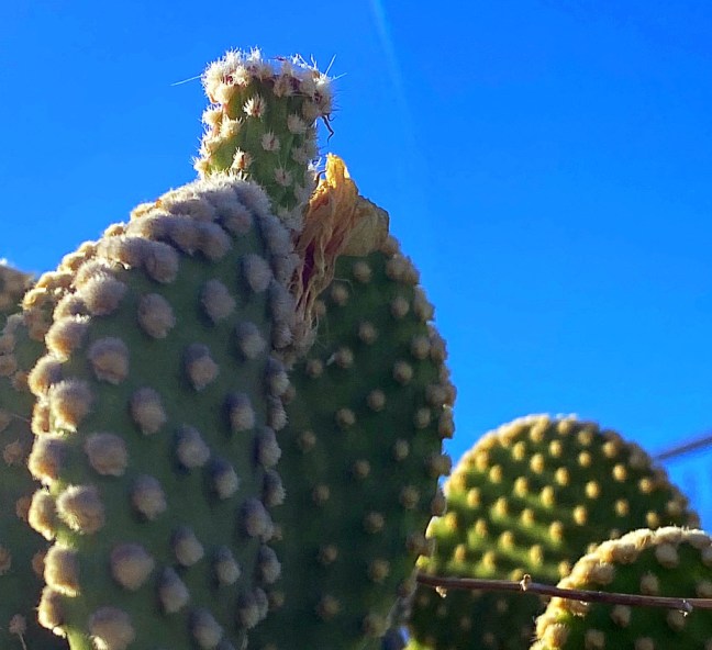 06B79D04-C481-4AF4-ABD6-943FCF7665F5_1_105_c