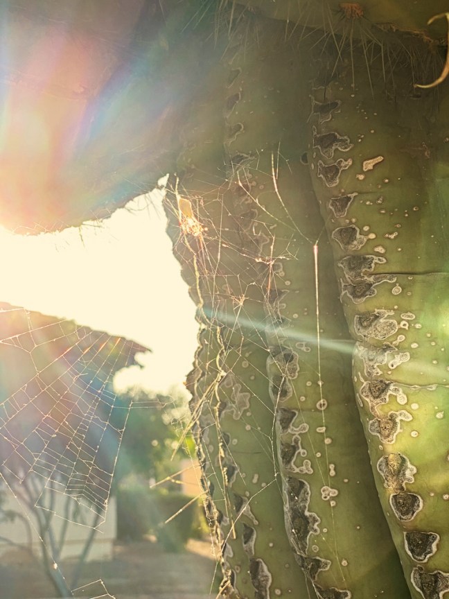 0FBCEA3B-160E-4C7A-8DE1-456B78FA36D8_1_105_c