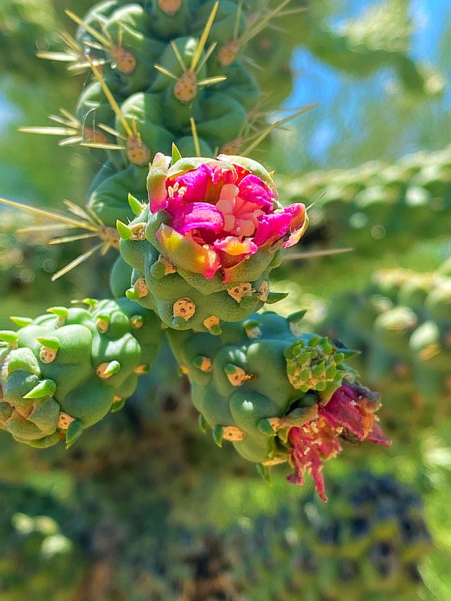 5CC5FCEC-90C2-4EE0-9922-0C882EFEC300_1_105_c