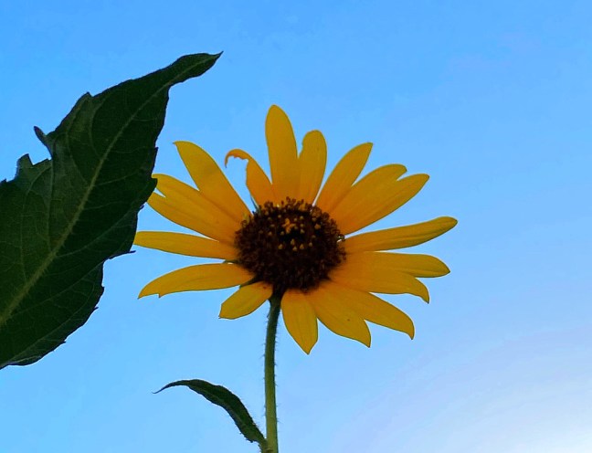 1AFBEAB9-FB35-4720-B8EB-54F4F8B51F65_1_105_c