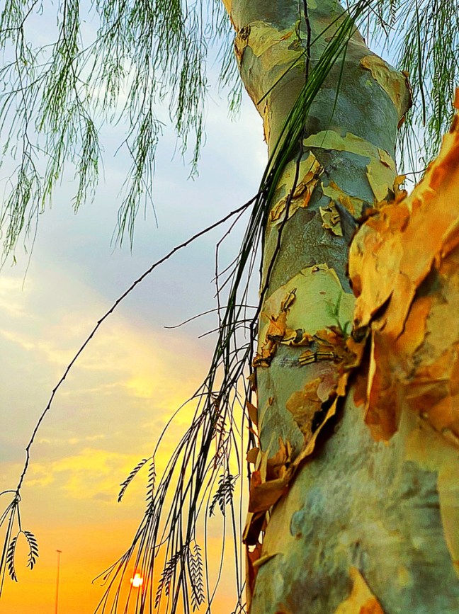 5FE51406-CC1D-42CC-85B2-18AAED45C369_1_105_c