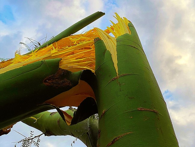 9FF096A6-3632-4680-88A7-9F6FBE6F8CC2_1_105_c