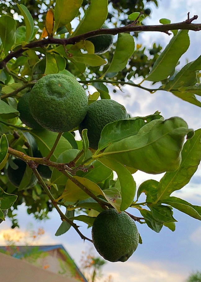 CF84D71B-C544-408B-90D0-C9F885B9A4B9_1_105_c