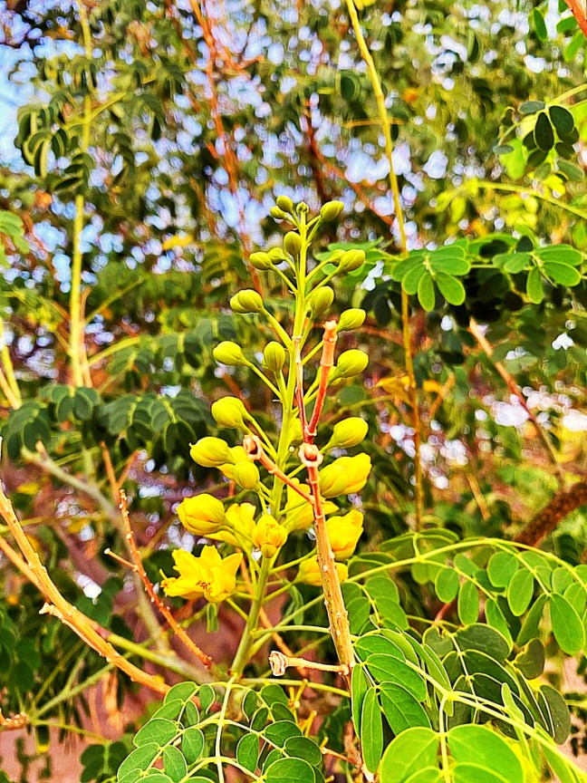 F4CE46CB-20DC-4D69-8AE3-A114BE7B00E2_1_105_c