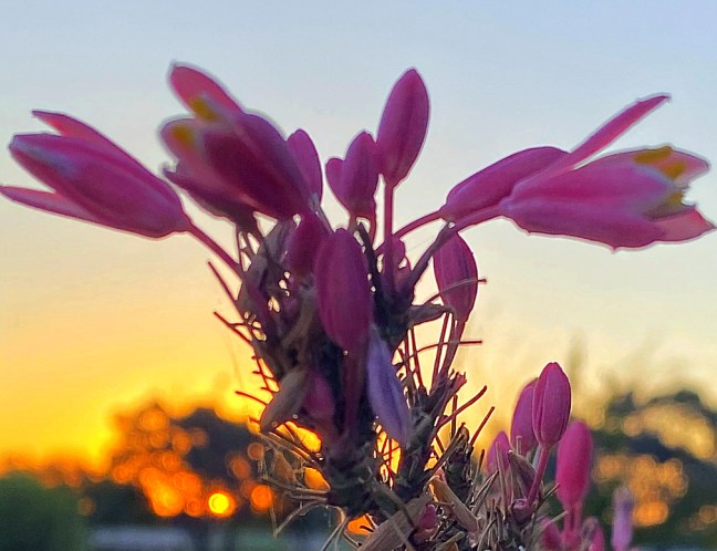 102FDFE3-13FF-4CF7-B0BB-08412013CCF4_1_105_c