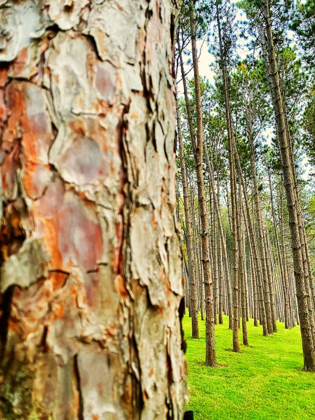 022C1F44-2973-42C1-B7E8-38AA6461204D_1_105_c