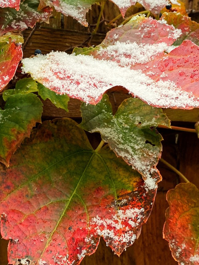 97473D74-36D8-4402-9929-AD82350BE17C_1_105_c