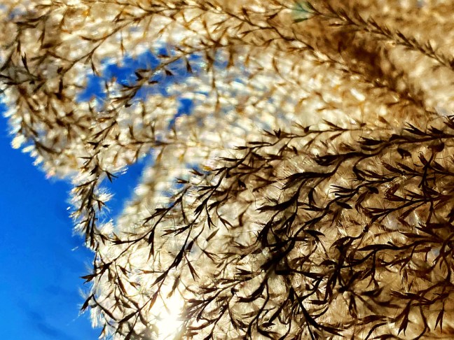 A2BB9CF6-E812-4BDD-9420-E048087E10B6_1_105_c