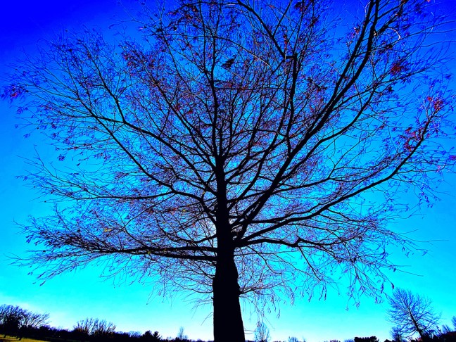 CE004BCF-0825-4035-A8A4-80CC3979F62A_1_105_c