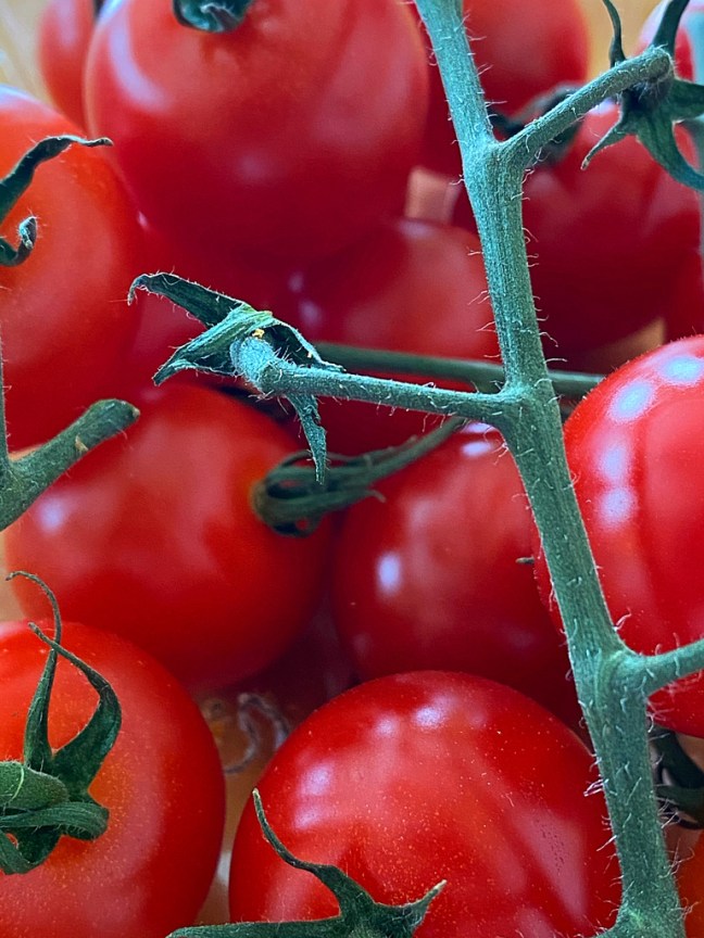 68E13342-DFC4-4F81-A527-D4A25022137B_1_105_c