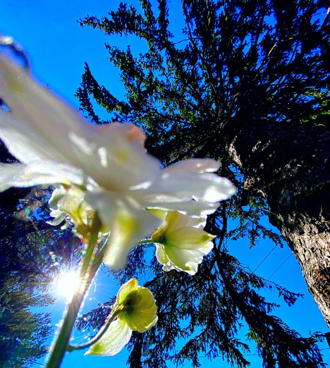 8250826A-86B9-428E-836C-B08BE175B43B_1_105_c