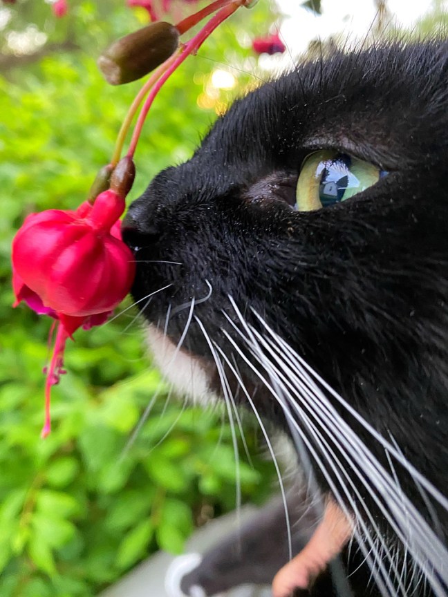 B71859CE-66EE-4BE5-827B-D13AE82252F6_1_105_c