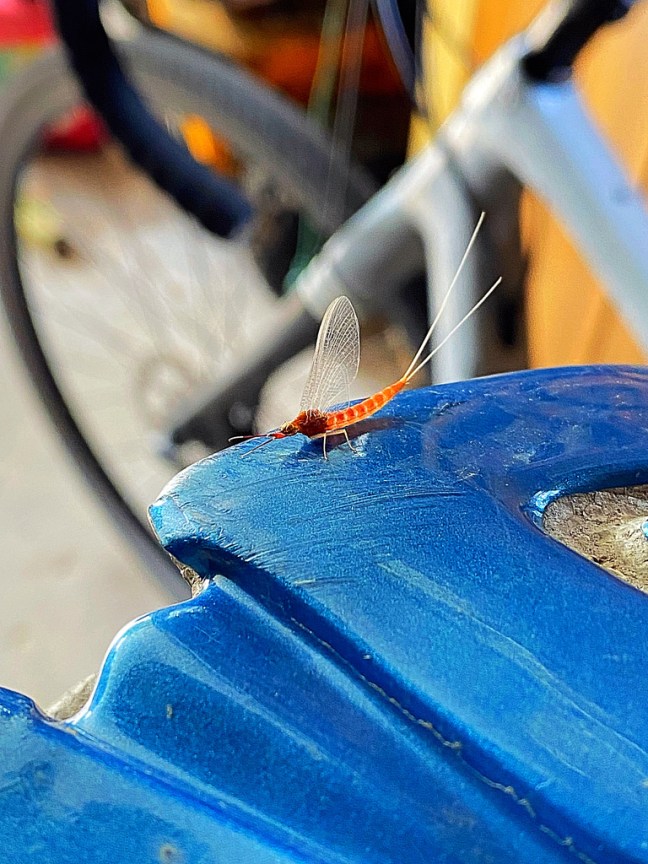 DF113D05-CD2B-450D-980E-FCCED78A4B7D_1_105_c