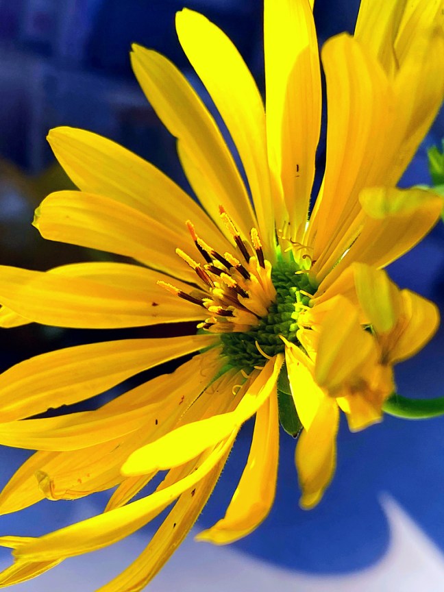 098E7239-FBEE-400C-8094-B47E57E612B2_1_105_c