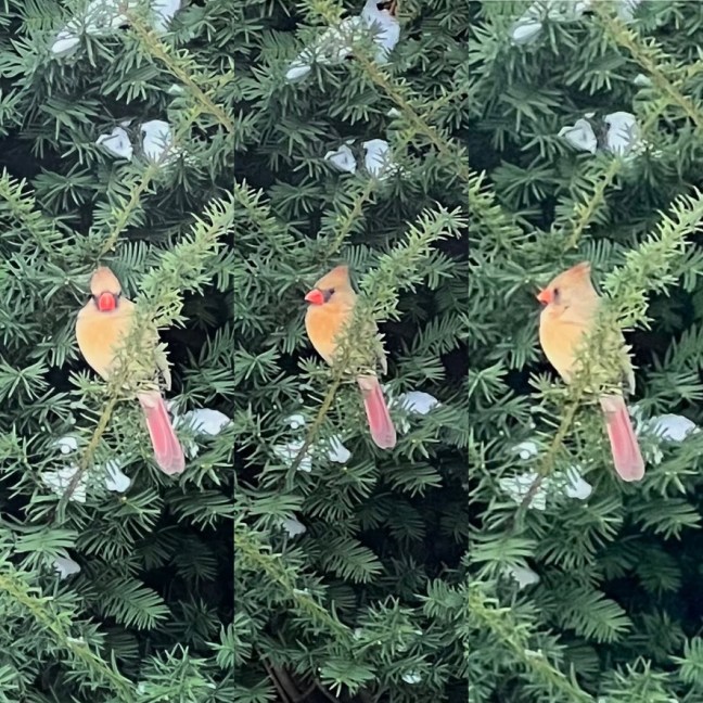 32B22891-B13F-45A5-B99C-172BD9D3E59B_1_105_c