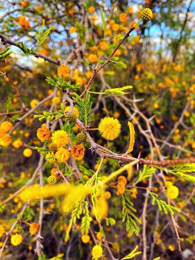 964F1077-2EA5-4CBD-B2B1-F2ED00D406FD_1_105_c