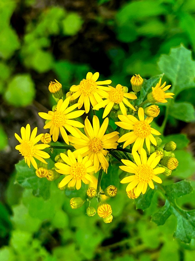 FC65E4C4-4974-4B19-97FB-0A87EF586A7C_1_201_a